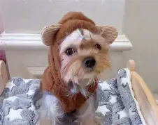 蝇蚋是什么意思 蝇蚋是什么意思